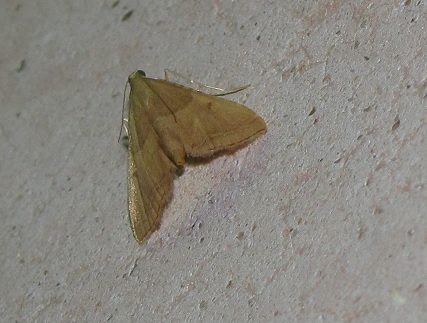 Endotricha flammealis (Pyralidae)